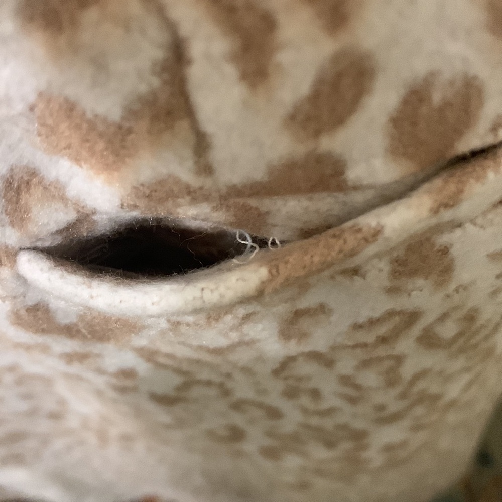 NWT Nine West Cream Tan Long Leopard Coat Size Medium Retail $118 - Picture 11 of 11
